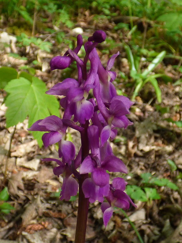 Orchis mascula 'purpurea'